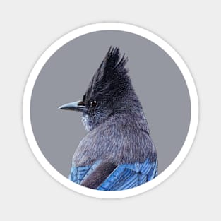 Steller's jay Magnet